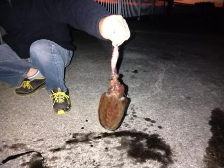 アオリイカ不発